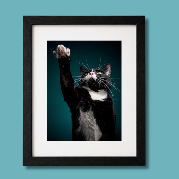 Portraits For Paws